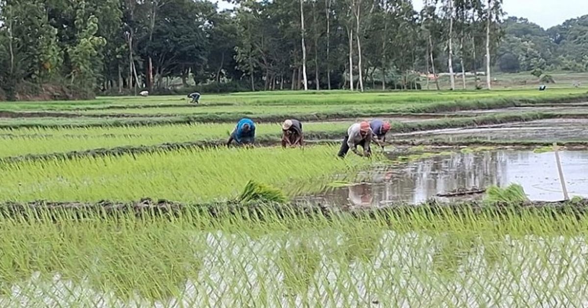 বোয়ালখালীতে আমন রোপণে ব্যস্ত কৃষকরা